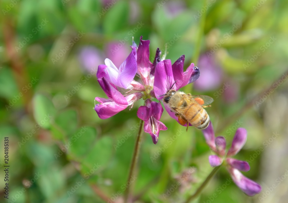 レンゲソウに蜜蜂 レンゲソウに蜜蜂