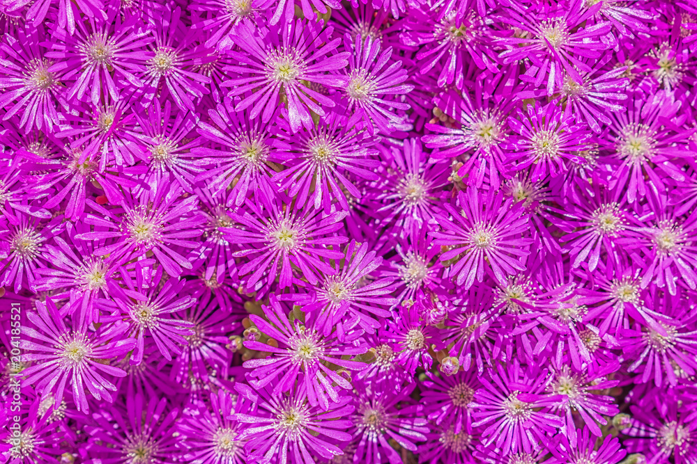 Crass plant completely full of purple flowers in spring. Crass plant completely full of purple flowers in spring.