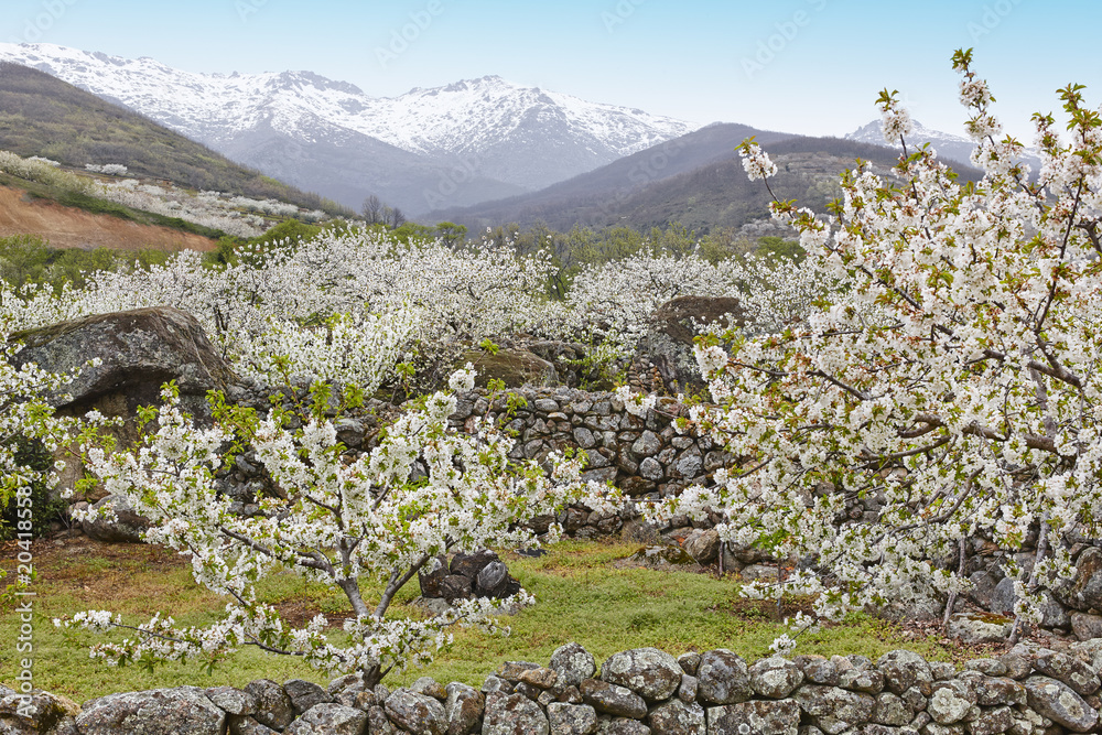 Fototapeta premium Cherry blossom in Jerte Valley, Caceres. Spring in Spain