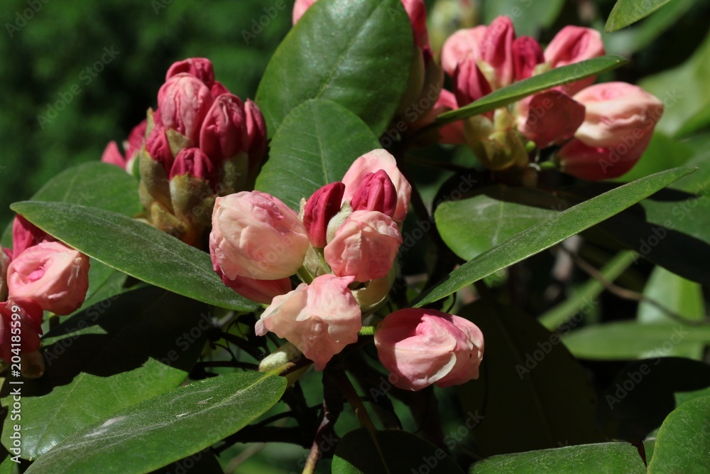 pink flowers and buds of rhododendron bush pink flowers and buds of rhododendron bush