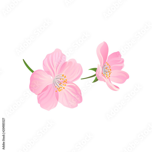 Blooming gentle pink spring flowers of cherry or apricot. Decorative vector element for postcard or product packaging