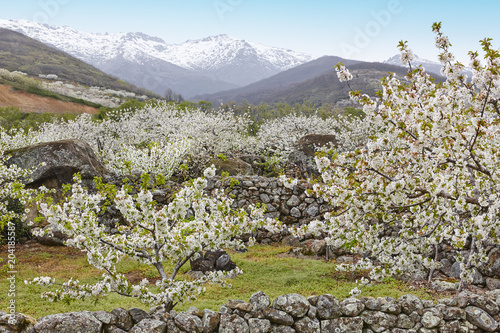 Cherry blossom in Jerte Valley, Caceres. Spring in Spain photo
