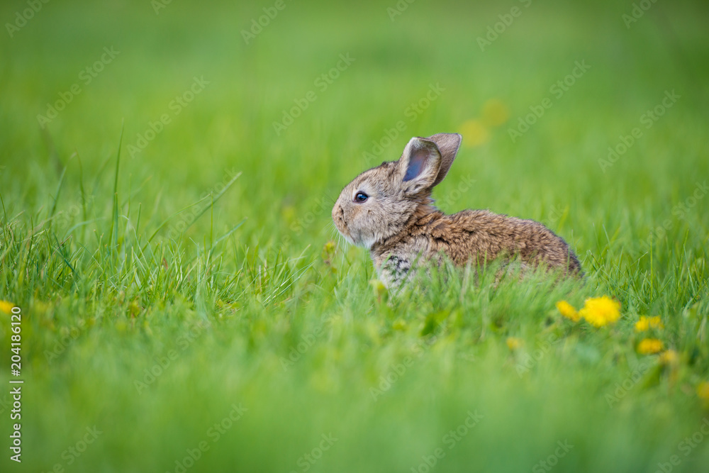 Cute rabbit with flower dandelion sitting in grass. Animal nature habitat, life in meadow. European rabbit or common rabbit. Cute rabbit with flower dandelion sitting in grass. Animal nature habitat, life in meadow. European rabbit or common rabbit.