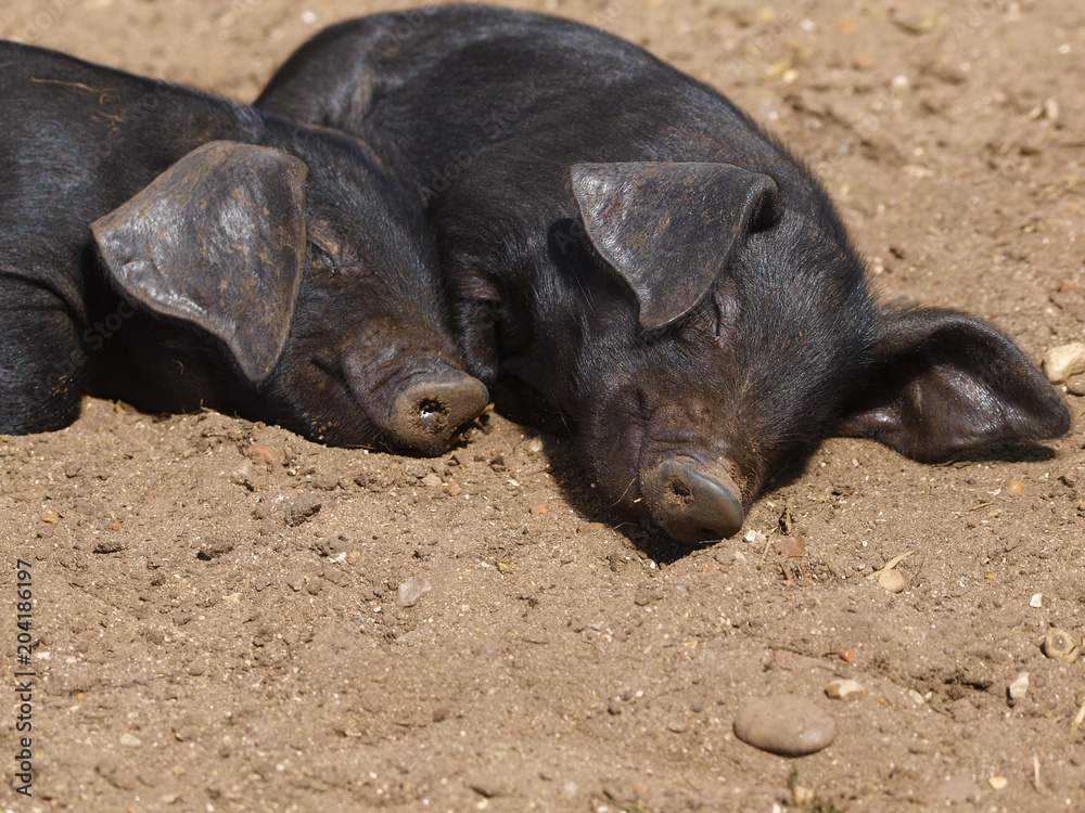 Baby Pigs Baby Pigs
