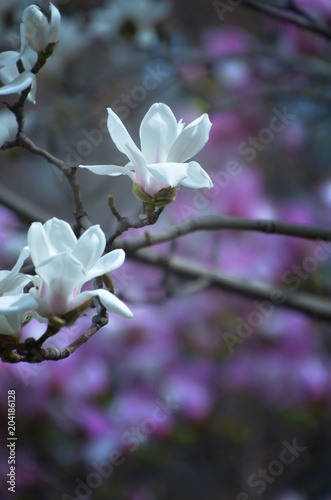 magnolia,shijiazhuang,china