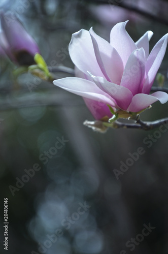 magnolia,shijiazhuang,china