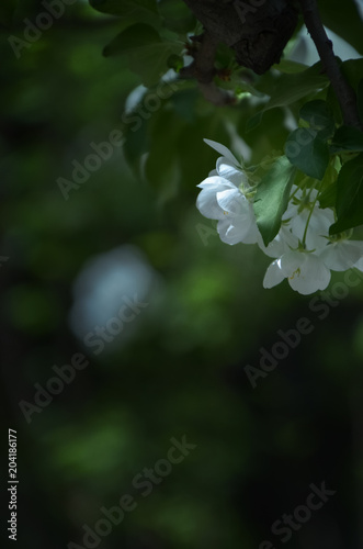 midget crabapple,shijiazhuang,china