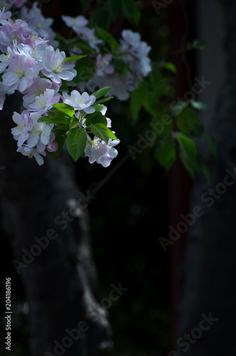 midget crabapple,shijiazhuang,china