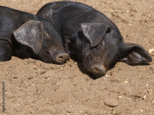 Baby Pigs © Nigel Baker