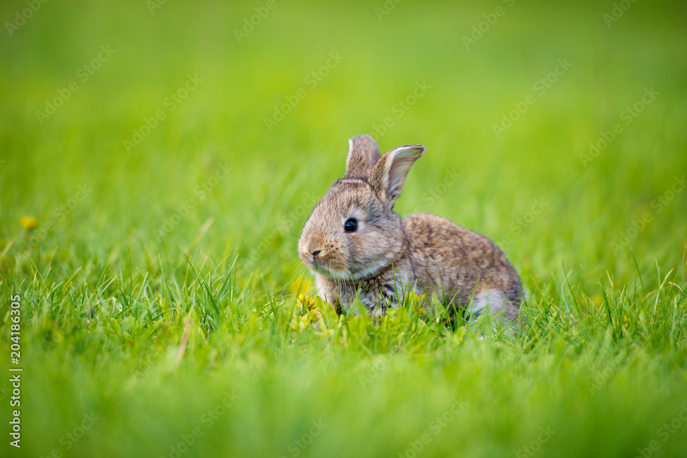 Cute little hare with a dandelion flower sitting in the grass. Picturesque habitat, life in the meadow. Cute little hare with a dandelion flower sitting in the grass. Picturesque habitat, life in the meadow.
