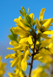 Yellow beautiful flowers on a background blue sky. A spring came