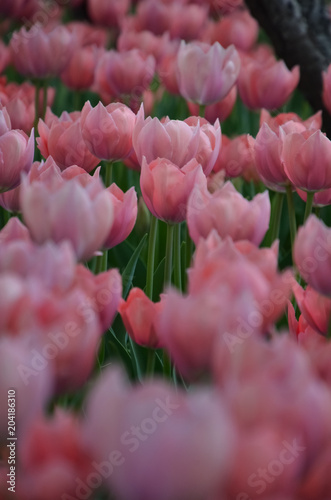 tulip ,shijiazhuang,China	