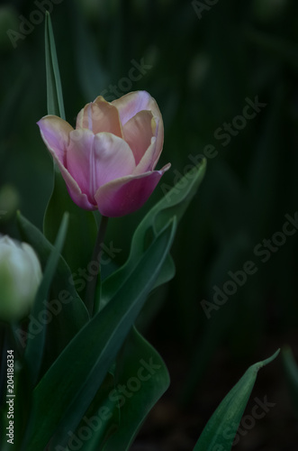 tulip ,shijiazhuang,China	
