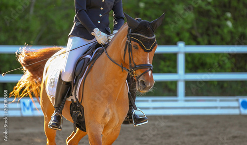 Light brown horse with rider in the excerpt during a dressage test in the gait trot..