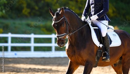 Horse brown in portraits during a dressage test, taken from diagonally in front of the neck in a gallop..