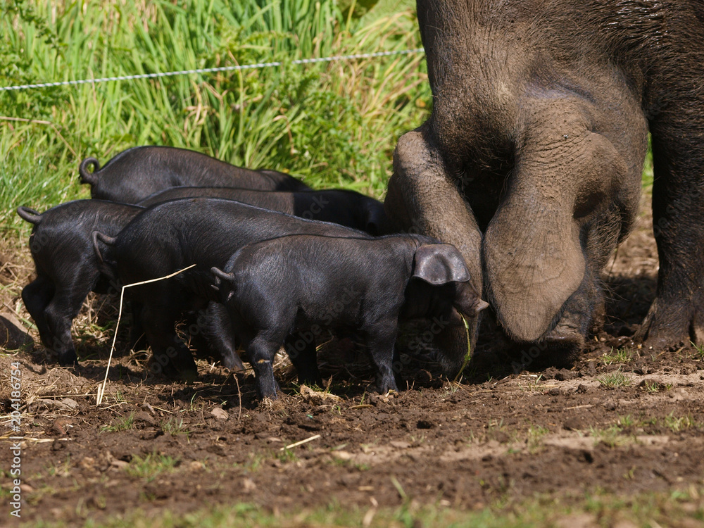 Baby Pigs Baby Pigs