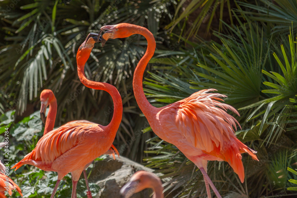 Naklejka premium Flamant de Cuba