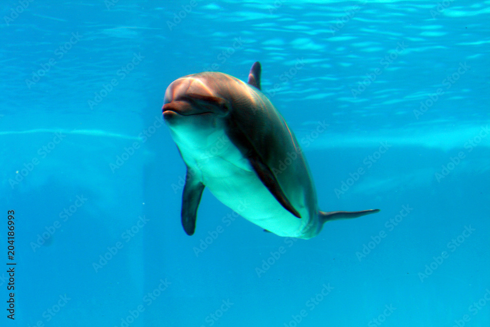 Obraz premium dolphins show at the riccione aquarium in italy