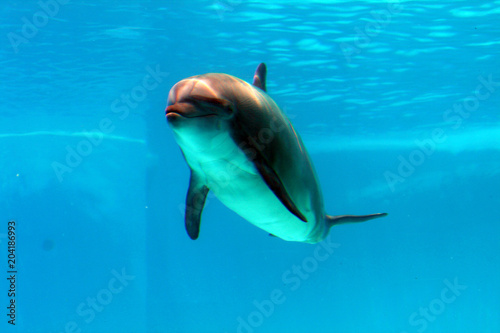 dolphins show at the riccione aquarium in italy