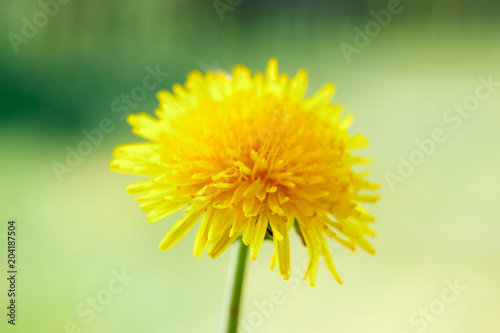 Fototapeta Naklejka Na Ścianę i Meble -  Yellow dandelion close-up, flowers close-up, yellow color,
