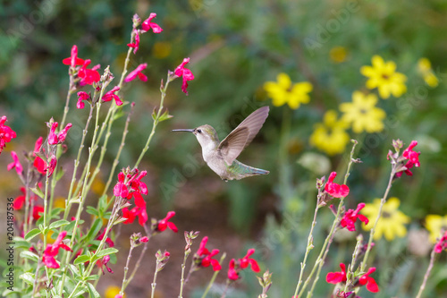 Foto Anna's Hummingbird hovering mid flight, feeding on bright red flowers, in Arizona's Sonoran desert