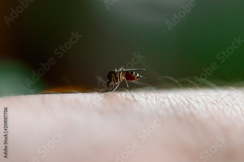 closeup of a nasty insect mosquito sitting on her hand and drinks the blood of the pierced skin. The concept of harmful parasites, malaria.