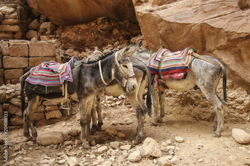 Donkeys with colorful traditional harness in Petra, Jordan used to transport tourists through the ancient Nabatean city