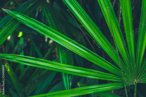 Green palm leaves texture