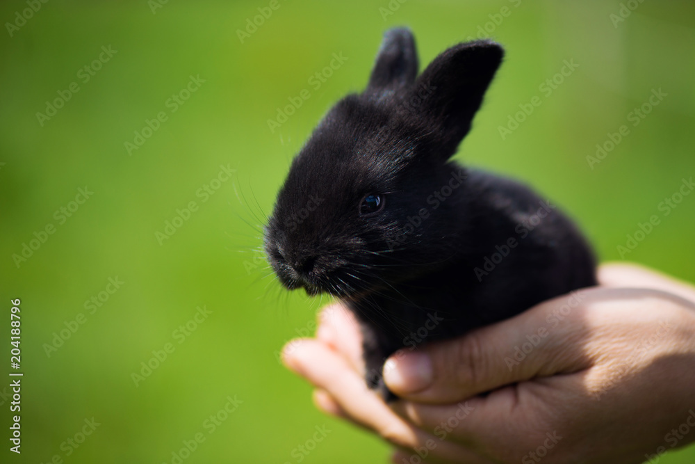 Cute black rabbit sitting in hands. Picturesque habitat, life in the meadow. Cute black rabbit sitting in hands. Picturesque habitat, life in the meadow.