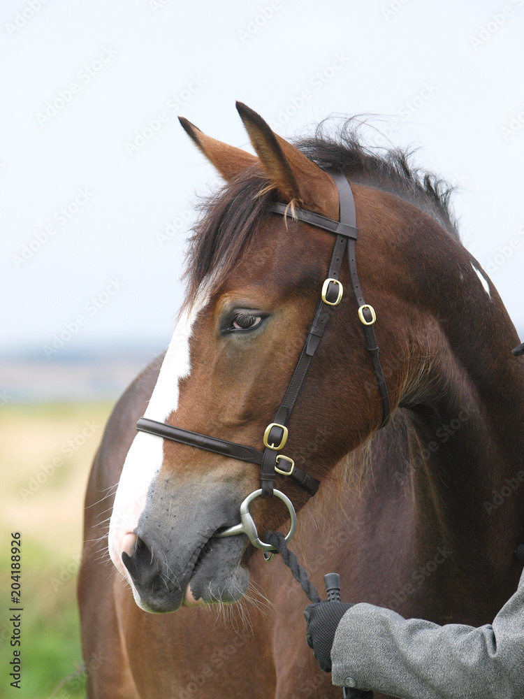 Obraz premium Horse Headshot in Bridle
