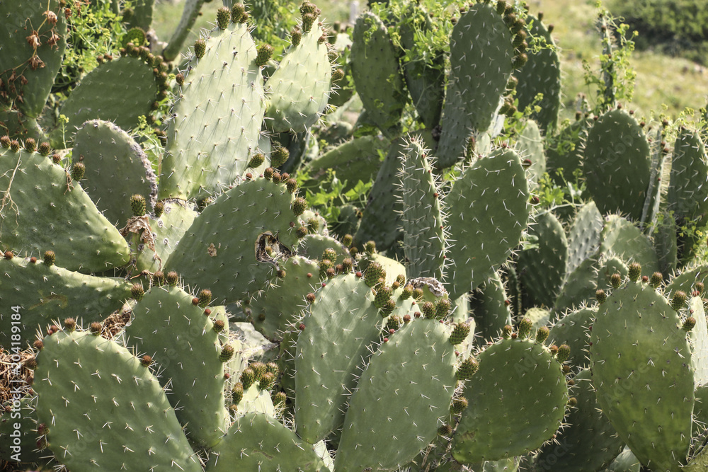 Cactus landscape. Prickly pear cactus or Opuntia ficus indica with still green fruits Cactus landscape. Prickly pear cactus or Opuntia ficus indica with still green fruits