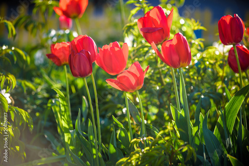 Red beautiful tulips field in spring time with sunlight  floral background