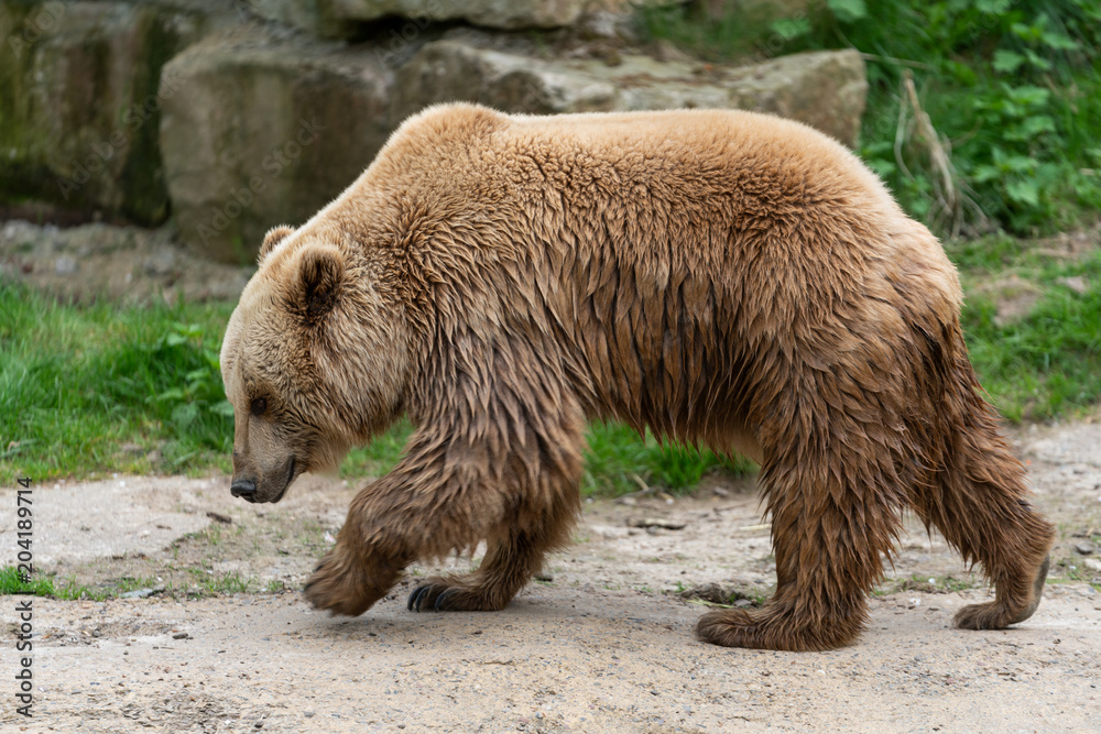 Fototapeta premium White Grizzly Bear
