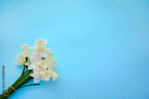 Bouquet of light yellow with white daffodils on blue background