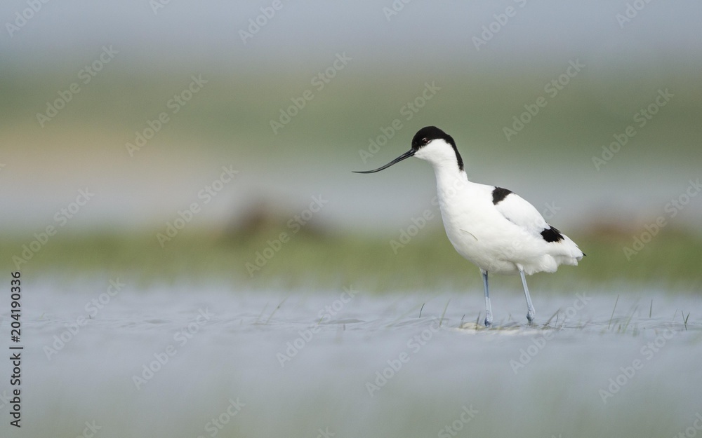 Black-capped avocet (Recurvirostridae) in shallow water, Neusiedler See National Park, Seewinkel, Burgenland, Austria, Europe Black-capped avocet (Recurvirostridae) in shallow water, Neusiedler See National Park, Seewinkel, Burgenland, Austria, Europe