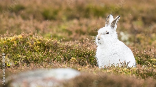 Mountain hare (Lepus timidus) sits in Meadow, winter coat, Cairngroms National Park, Highlands, Scotland, Great Britain photo