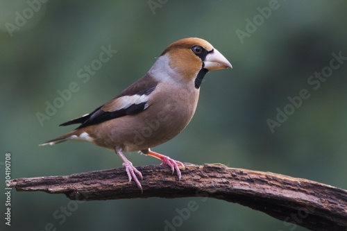 Hawfinch (Coccothraustes coccothraustes) sits on branch, Emsland, Lower Saxony, Germany, Europe photo