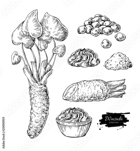 Obraz na płótnie Wasabi root, slice , sauce spill, peas vector drawing