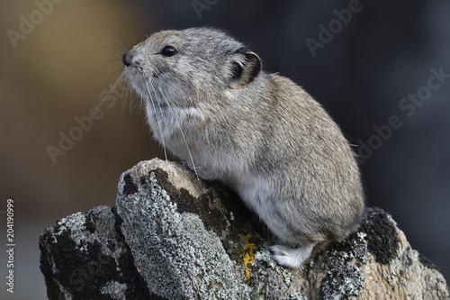 Collared pika (Ochotona collaris), sits on rock, Denali National Park, Alaska, USA, North America photo