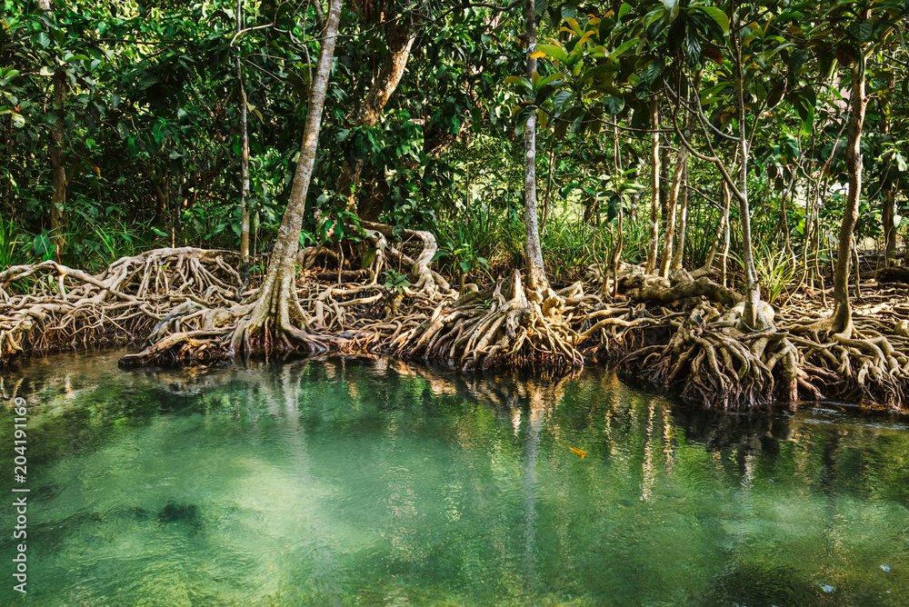 Clear stream in mangrove forests, Krabi province Thailand. Clear stream in mangrove forests, Krabi province Thailand.