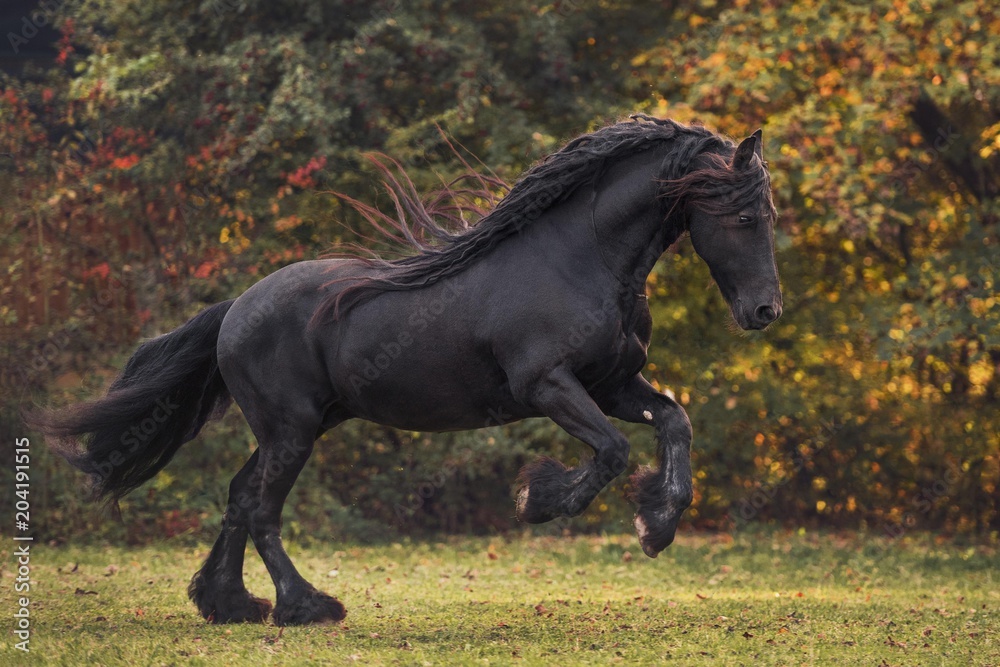 Friese (Equus) gallops across the meadow in autumn, Germany, Europe Friese (Equus) gallops across the meadow in autumn, Germany, Europe