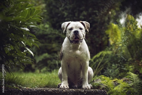 Bulldog (Canis lupus familiaris), sitting, looking into camera photo