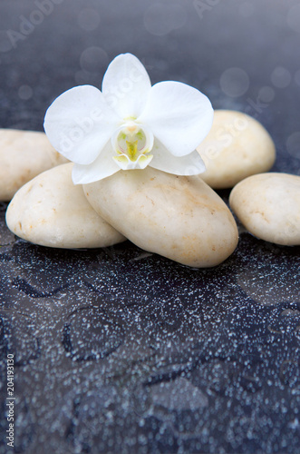 Single orchid flower and white stones.