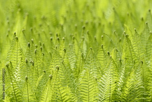 Ostrich Fern (Matteuccia struthiopteris) against the light, North Rhine-Westphalia, Germany North Rhine-Westphalia, Germany, Europe