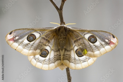 Close up of small emperor moth photo
