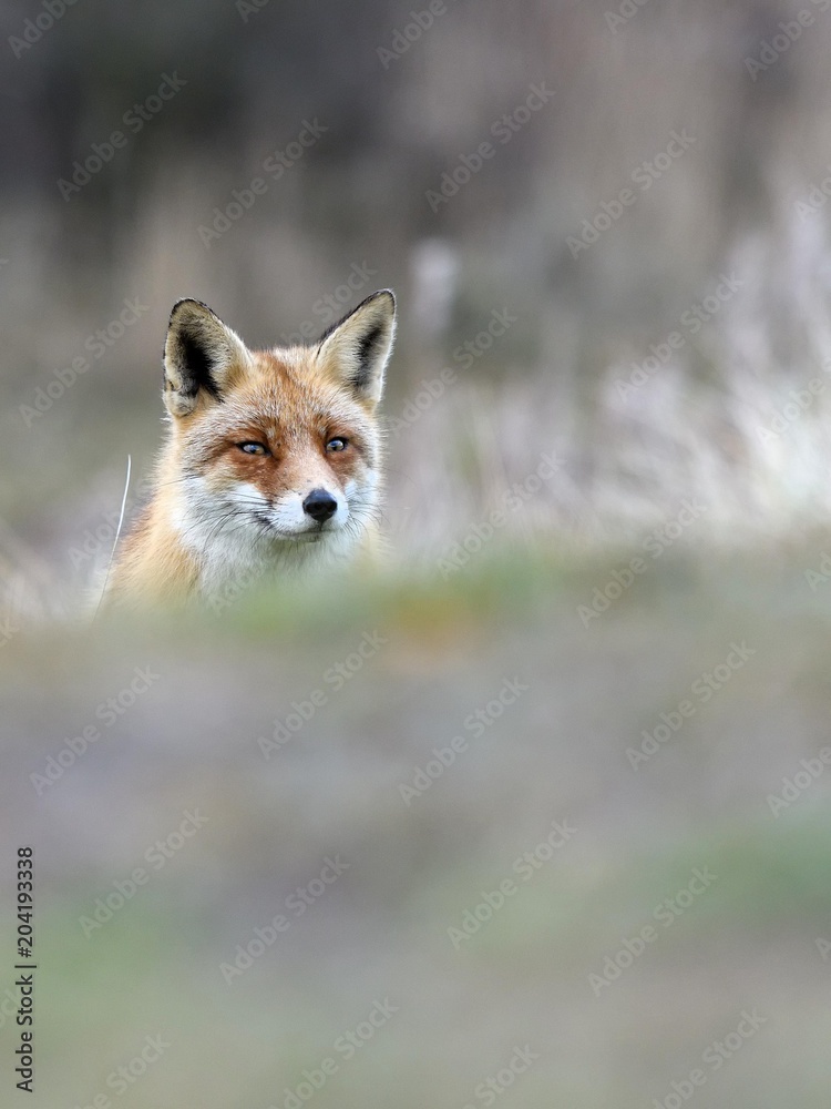 View of alert red fox standing outdoors View of alert red fox standing outdoors