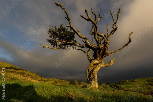 Illuminated old tree with dark thundercloud, Island of Pico, Azores, Portugal, Europe