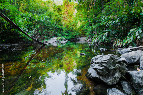 Pond in the forest landscape