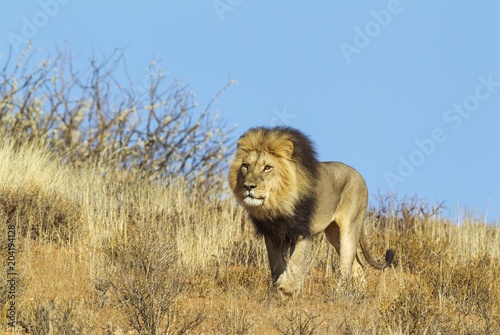 Black-maned Lion (Panthera leo vernayi), male, roaming on a grass-grown sand dune, Kalahari Desert, Kgalagadi Transfrontier Park, South Africa, Africa photo