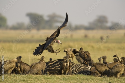 Lappet-faced Vulture (Torgos tracheliotus), aggressive approach to a carcass of a Burchell's Zebra (Equus quagga burchelli) and White-backed Vultures (Gyps africanus), Chobe National Park, Botswana, Africa photo